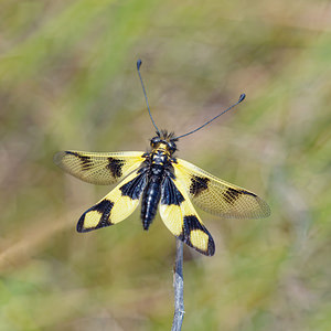 Libelloides macaronius (Ascalaphidae)   [Slovenie] 04/07/2019 - 900m