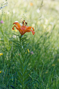 Lilium bulbiferum (Liliaceae)  - Lis à bulbille, Lis orangé à bulbille - Orange-lily Belluno [Italie] 01/07/2019 - 1530m