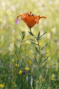 Lilium bulbiferum (Liliaceae)  - Lis à bulbille, Lis orangé à bulbille - Orange-lily Belluno [Italie] 01/07/2019 - 1530m