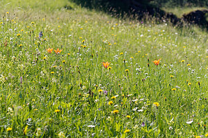 Lilium bulbiferum (Liliaceae)  - Lis à bulbille, Lis orangé à bulbille - Orange-lily Belluno [Italie] 01/07/2019 - 1530m