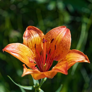 Lilium bulbiferum (Liliaceae)  - Lis à bulbille, Lis orangé à bulbille - Orange-lily Belluno [Italie] 01/07/2019 - 1530m