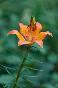 Lilium bulbiferum (Liliaceae)  - Lis à bulbille, Lis orangé à bulbille - Orange-lily  [Slovenie] 04/07/2019 - 1050m