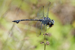 Lindenia tetraphylla (Gomphidae)  - Lindénie à quatre feuilles Comitat de Primorje-Gorski Kotar [Croatie] 10/07/2019 - 10m