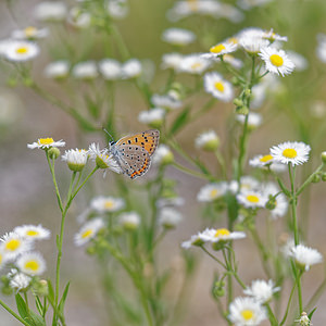 Lycaena alciphron (Lycaenidae)  - Cuivré mauvin, Cuivré flamboyant, Argus pourpre - Purple-shot Copper Pordenone [Italie] 02/07/2019 - 320m