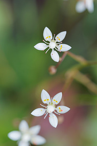 Micranthes stellaris (Saxifragaceae)  - Micranthe étoilé, Saxifrage étoilée - Starry Saxifrage Bezirk Lienz [Autriche] 17/07/2019 - 2050m