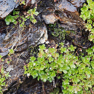 Micranthes stellaris (Saxifragaceae)  - Micranthe étoilé, Saxifrage étoilée - Starry Saxifrage Haut-Adige [Italie] 17/07/2019 - 2390m