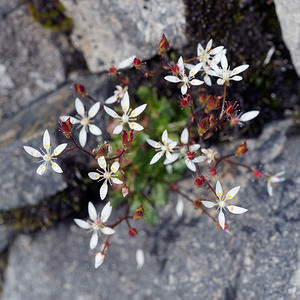 Micranthes stellaris (Saxifragaceae)  - Micranthe étoilé, Saxifrage étoilée - Starry Saxifrage Haut-Adige [Italie] 18/07/2019 - 2450m