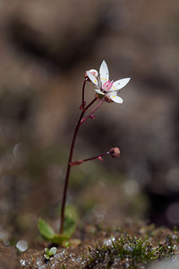 Micranthes stellaris (Saxifragaceae)  - Micranthe étoilé, Saxifrage étoilée - Starry Saxifrage Haut-Adige [Italie] 18/07/2019 - 2460m