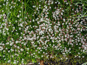 Micranthes stellaris (Saxifragaceae)  - Micranthe étoilé, Saxifrage étoilée - Starry Saxifrage Haut-Adige [Italie] 18/07/2019 - 2360m