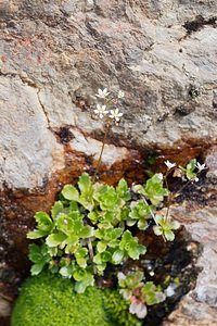 Micranthes stellaris (Saxifragaceae)  - Micranthe étoilé, Saxifrage étoilée - Starry Saxifrage Haut-Adige [Italie] 18/07/2019 - 2370m