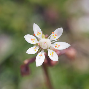 Micranthes stellaris (Saxifragaceae)  - Micranthe étoilé, Saxifrage étoilée - Starry Saxifrage Sondrio [Italie] 18/07/2019 - 2720m