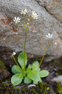 Micranthes stellaris (Saxifragaceae)  - Micranthe étoilé, Saxifrage étoilée - Starry Saxifrage Bernina [Suisse] 18/07/2019 - 2300m