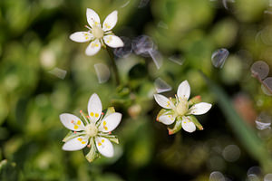 Micranthes stellaris (Saxifragaceae)  - Micranthe étoilé, Saxifrage étoilée - Starry Saxifrage Savoie [France] 23/07/2019 - 2030m