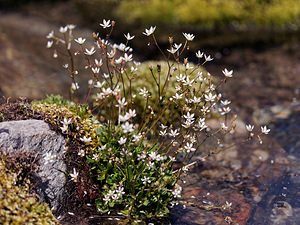 Micranthes stellaris (Saxifragaceae)  - Micranthe étoilé, Saxifrage étoilée - Starry Saxifrage Savoie [France] 23/07/2019 - 2030m