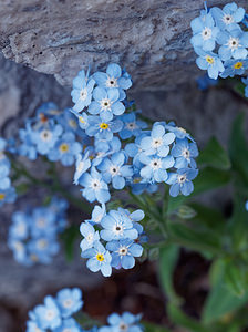 Myosotis alpestris (Boraginaceae)  - Myosotis alpestre, Myosotis des Alpes - Alpine Forget-me-not  [Slovenie] 05/07/2019 - 1980m