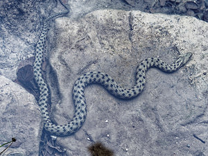 Natrix tessellata (Natricidae)  - Couleuvre tessellée - Dice snake Comitat de Lika-Senj [Croatie] 12/07/2019 - 520m