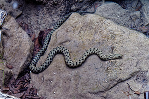 Natrix tessellata (Natricidae)  - Couleuvre tessellée - Dice snake Comitat de Lika-Senj [Croatie] 12/07/2019 - 520m