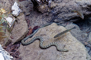 Natrix tessellata (Natricidae)  - Couleuvre tessellée - Dice snake Comitat de Lika-Senj [Croatie] 12/07/2019 - 520m