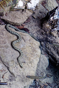 Natrix tessellata (Natricidae)  - Couleuvre tessellée - Dice snake Comitat de Lika-Senj [Croatie] 12/07/2019 - 520m