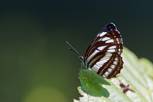 Neptis sappho (Nymphalidae)  - Sylvain de la gesse - Rusty sailer  [Slovenie] 13/07/2019 - 400m