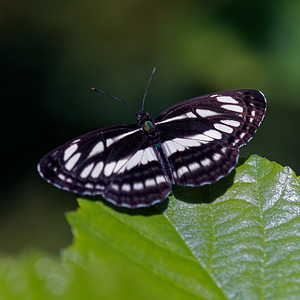 Neptis sappho (Nymphalidae)  - Sylvain de la gesse - Rusty sailer  [Slovenie] 13/07/2019 - 400m