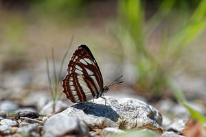 Neptis sappho (Nymphalidae)  - Sylvain de la gesse - Rusty sailer  [Slovenie] 13/07/2019 - 400m