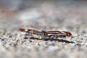 Neptis sappho (Nymphalidae)  - Sylvain de la gesse - Rusty sailer  [Slovenie] 13/07/2019 - 400m