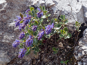 Paederota bonarota (Plantaginaceae)   [Slovenie] 05/07/2019 - 1850m