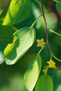 Paliurus spina-christi (Rhamnaceae)  - Paliure épine-du-Christ, Épine-du-Christ, Paliure, Porte-chapeau - Jerusalem thorn, Garland thorn, Christ's thorn, Crown of thorns Comitat de Primorje-Gorski Kotar [Croatie] 10/07/2019