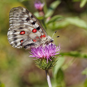 Parnassius apollo (Papilionidae)  - Apollon, Parnassien apollon - Apollo Udine [Italie] 03/07/2019 - 980m