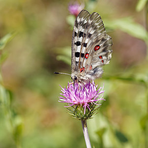 Parnassius apollo (Papilionidae)  - Apollon, Parnassien apollon - Apollo Udine [Italie] 03/07/2019 - 980m