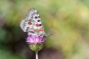 Parnassius apollo (Papilionidae)  - Apollon, Parnassien apollon - Apollo Udine [Italie] 03/07/2019 - 980m