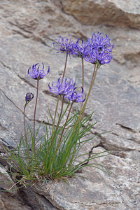 Phyteuma hemisphaericum (Campanulaceae)  - Raiponce hémisphérique Bernina [Suisse] 18/07/2019 - 2300m