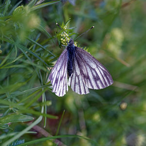 Pieris bryoniae (Pieridae)  - Piéride de l'Arabette, Piéride de la Bryone, Piéride brune, Veiné-de-noir  [Slovenie] 05/07/2019 - 1880m