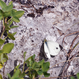Pieris mannii (Pieridae)  - Piéride de l'Ibéride, Piéride jumelle Comitat de Lika-Senj [Croatie] 10/07/2019 - 1010m