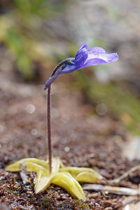 Pinguicula vulgaris (Lentibulariaceae)  - Grassette commune, Grassette vulgaire - Common Butterwort Haut-Adige [Italie] 18/07/2019 - 2370m