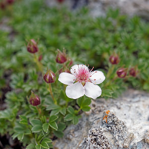 Potentilla nitida Potentille luisante, Potentille brillante