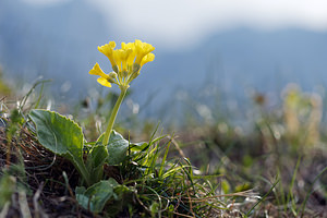 Primula auricula (Primulaceae)  - Primevère auricule, Oreille d'ours, Primevère de Balbis - Auricula  [Slovenie] 06/07/2019 - 1160m