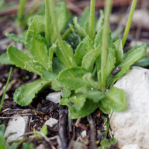 Primula farinosa (Primulaceae)  - Primevère farineuse - Bird's-eye Primrose Belluno [Italie] 01/07/2019 - 2100m