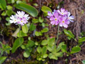 Primula farinosa (Primulaceae)  - Primevère farineuse - Bird's-eye Primrose Conches [Suisse] 19/07/2019 - 2200m