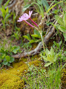 Primula halleri (Primulaceae)  - Primevère de Haller, Primevère à longues fleurs, Primevère à fleurs longues  [Slovenie] 05/07/2019 - 2030m