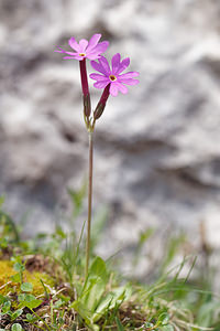 Primula halleri (Primulaceae)  - Primevère de Haller, Primevère à longues fleurs, Primevère à fleurs longues  [Slovenie] 05/07/2019 - 2030m