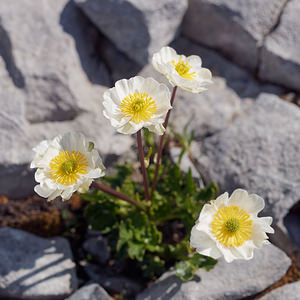 Ranunculus alpestris (Ranunculaceae)  - Renoncule alpestre Haute-Savoie [France] 20/07/2019 - 2420m