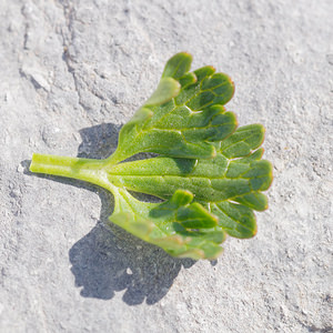 Ranunculus alpestris (Ranunculaceae)  - Renoncule alpestre Haute-Savoie [France] 20/07/2019 - 2420m