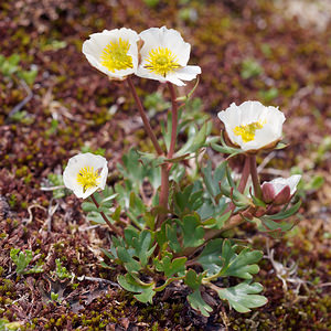 Ranunculus glacialis (Ranunculaceae)  - Renoncule des glaciers Sondrio [Italie] 18/07/2019 - 2720m