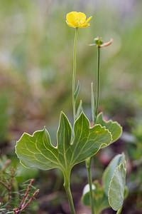 Ranunculus thora (Ranunculaceae)  - Renoncule thora, Renoncule vénéneuse Belluno [Italie] 01/07/2019 - 2110m