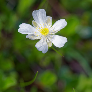 Ranunculus traunfellneri (Ranunculaceae)  - Renoncule de Traunfellner  [Slovenie] 05/07/2019 - 1900m