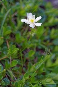 Ranunculus traunfellneri (Ranunculaceae)  - Renoncule de Traunfellner  [Slovenie] 05/07/2019 - 1900m