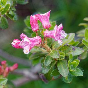 Rhododendron hirsutum (Ericaceae)  - Rhododendron hirsute, Rhododendron poilu, Rhododendron cilié, Rhododendron hérissé  [Slovenie] 05/07/2019 - 1880m