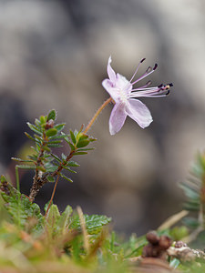 Rhodothamnus chamaecistus (Ericaceae)  - Rhododendron petit ciste Belluno [Italie] 01/07/2019 - 2110m